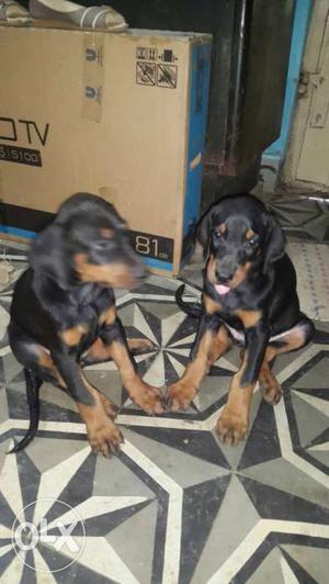 Doberman Black-and-Tan Puppies good quality for sale