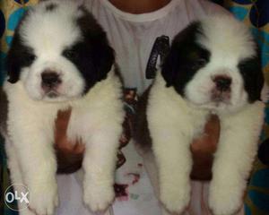 Exceptional Saint Bernard Import Breed Puppies Available
