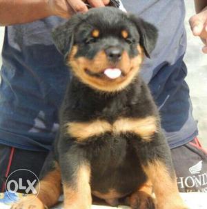 GOOD Super Linges Saint bernrad puppy best Rottweiler in