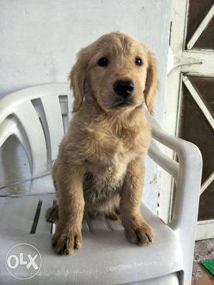 Golden retriever male puppies available