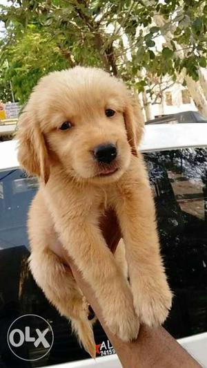 Golden retriever puppy available female