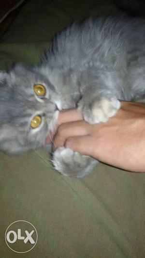 Gray Short Fur Kitten