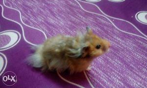 Hamster with cage:) I m moving out of the town
