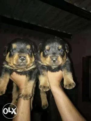 I6 Rottweiler puppy male  fix price 30 days old
