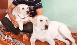 Labera pair of male and female age 1 year...