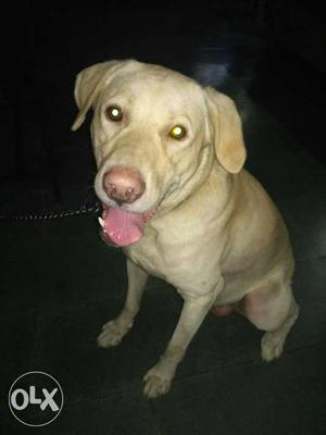 Labrador 2 year for sale very friendly dog