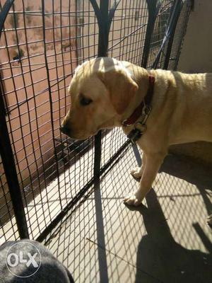 Labrador female 6 month old very
