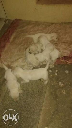 Labrador puppies for sale intrsd person contact