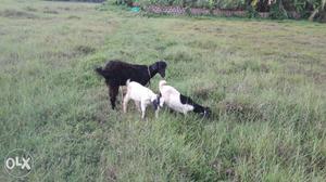 Malabari & jamnapyari goats availble malabari