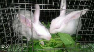 Male female rabbit full white 7 months..very clean