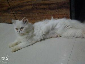 Medium Size Long Coat White Cat