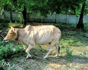 Original Kapila variety cow with calf Very