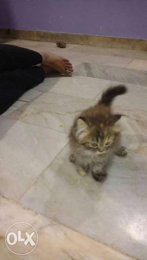 Parsian cat for sell