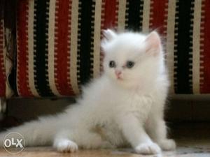 Persian cat doll face full white