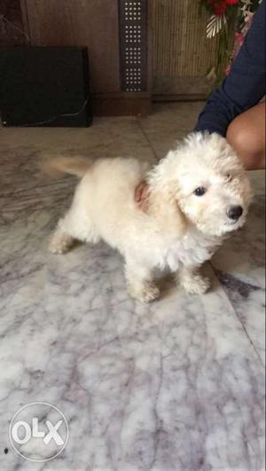 Poodle White Puppy