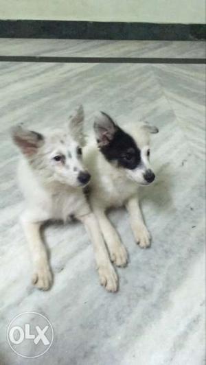 Pure breed male and female urgent sale  nly