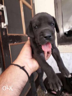 Pure great dean puppy black male 30day.heavy boon