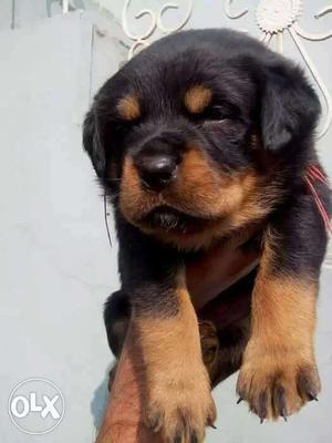 Pure security dog available Rottweiler for good