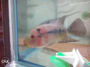 Red Dragon Female Flowerhorn