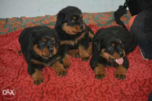 Rottweiler puppies available heavy head and heavy