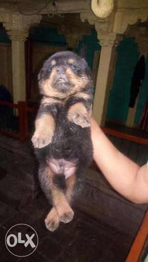 Rottweiler puppy male (Pure Breed)...25 day old...urgent