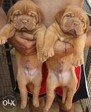 Sapna kennel in Double Coat Super Kci French mastiff Puppies
