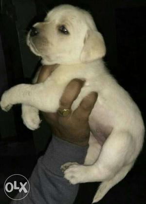 Show quality golden female and black male labrador puppies