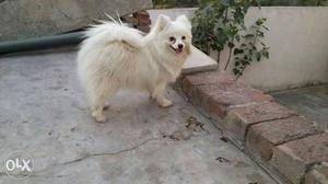 Small Height Milky White Japanese Spitz Pups Sell
