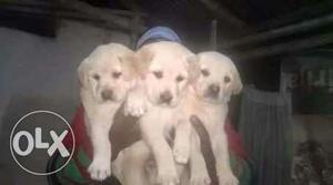 Three White Labrador Retriever Puppies