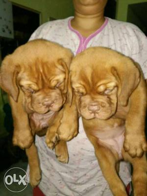 Top quality French mastiff female puppys for sale