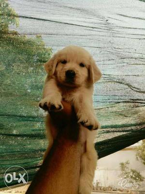 Top quality golden retriever pups for sell