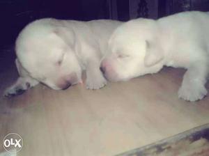 Two Short Coat White Puppies