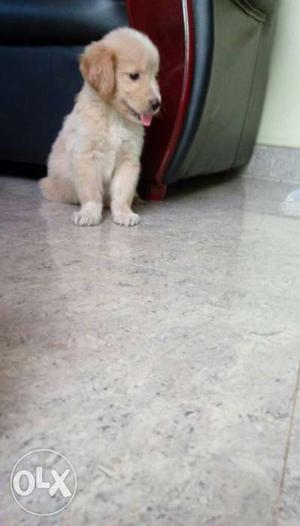 Ultimate quality golden retriever female puppy