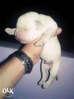 White New Born Short Coat Puppy