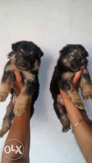 100% double coat German Shepherd puppies