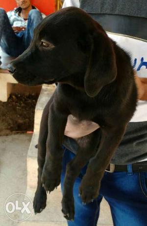 2.5 mont old female Labrador. urgent sell