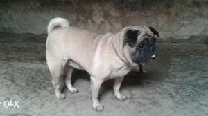 2 time litre female pug fixed price