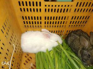 20 to 30 days cute rabbits. 850 per pair.