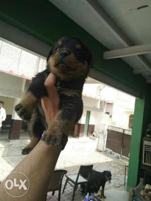 25 days old female Rottweiler for sale