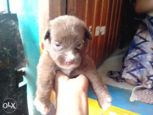 25days old Lhasapso Puppy Available