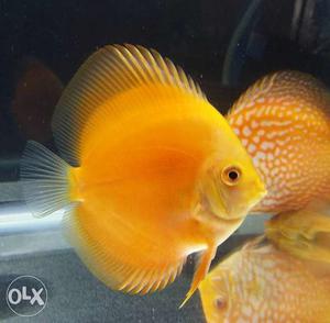 3.5"+ red map discus fish and red melon