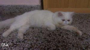3 Punch face Persian cat, 2 white male & 1 brown/Golden