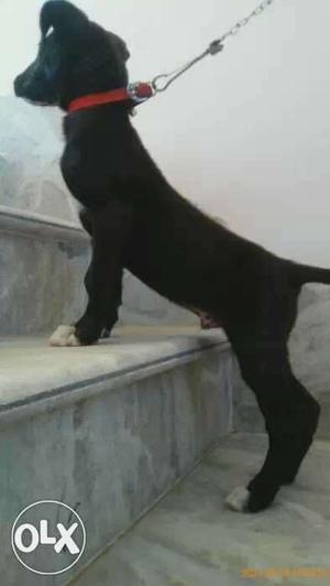 3 month old Pakistani bully male dog