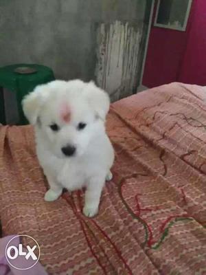 30 days old pomranion pure breed puppies male and