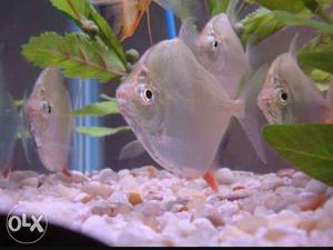 400 rs pair silver doller fish very active