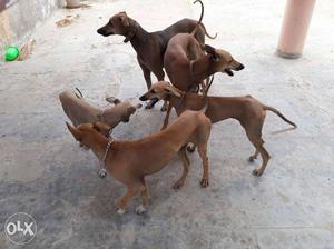 6 months chippi paarai 3 dogs & 2 years 8 months