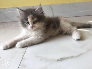A pure persian breed grey and brown color
