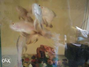 Albino long tail oscar for 200rs each. and one