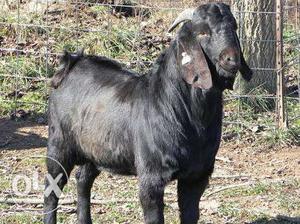 All selling osmanabadi goat &it's kid argent
