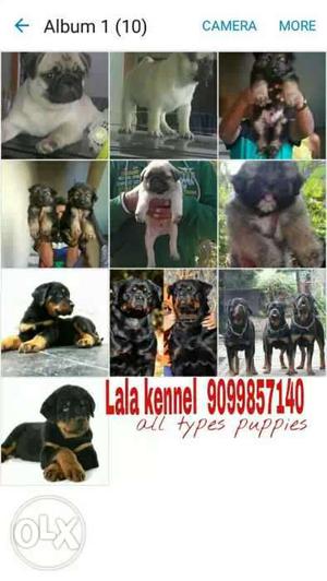 All types puppies A GRADE & PURE AT LALA KENNEL